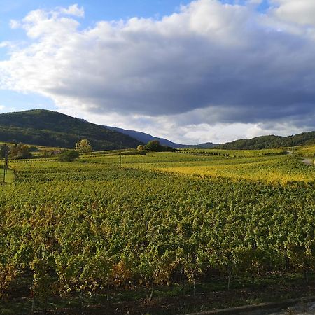 Charmant logement au cœur des vignes Bergheim Extérieur photo