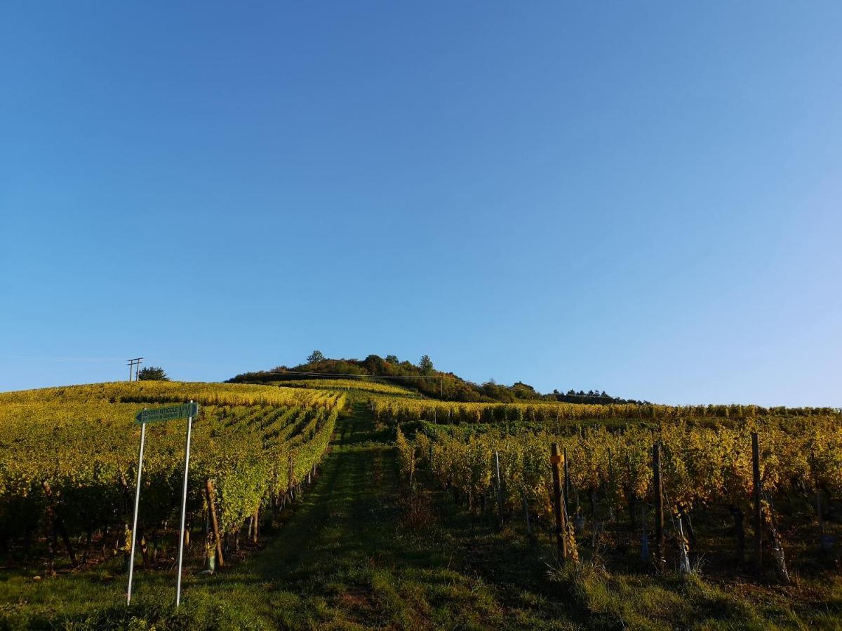 Charmant logement au cœur des vignes Bergheim Extérieur photo